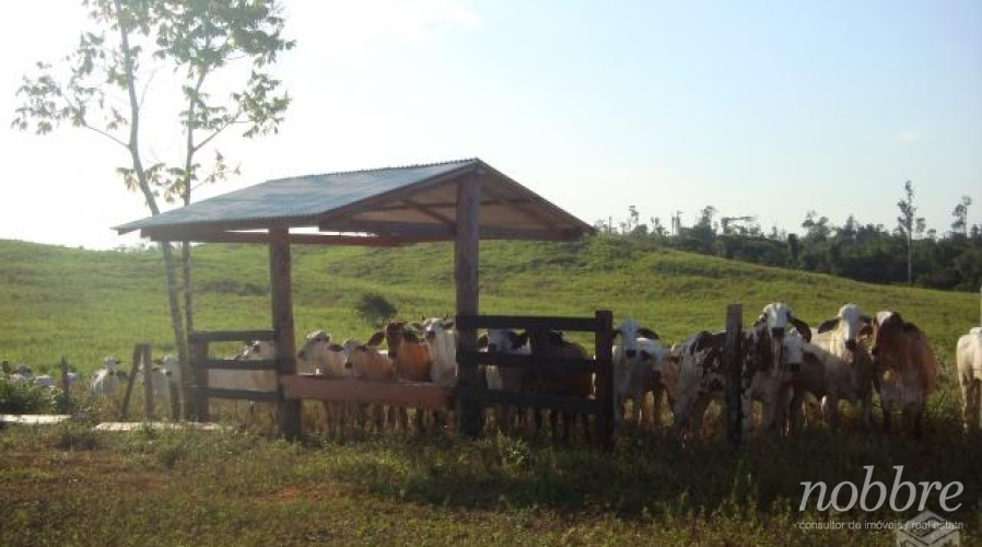 Fazenda para vender no Pará - atendemos sua demanda.